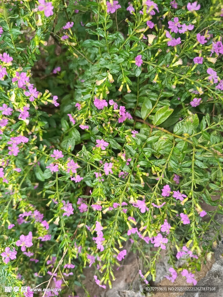 繁茂紫花植物景观