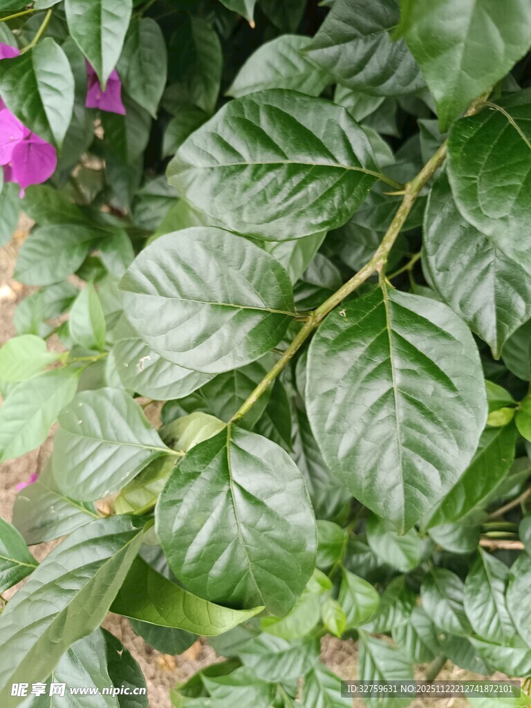 翠绿咖啡树叶与紫花