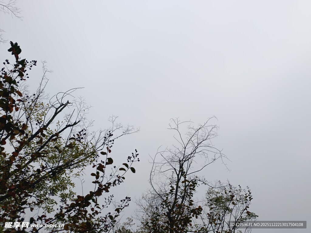 阴天中的树梢景象