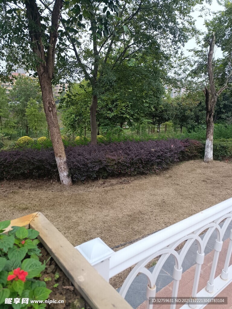 花园围栏边的绿植景致