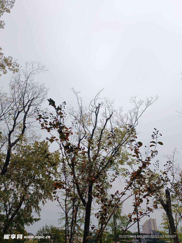 秋日萧瑟树木景象