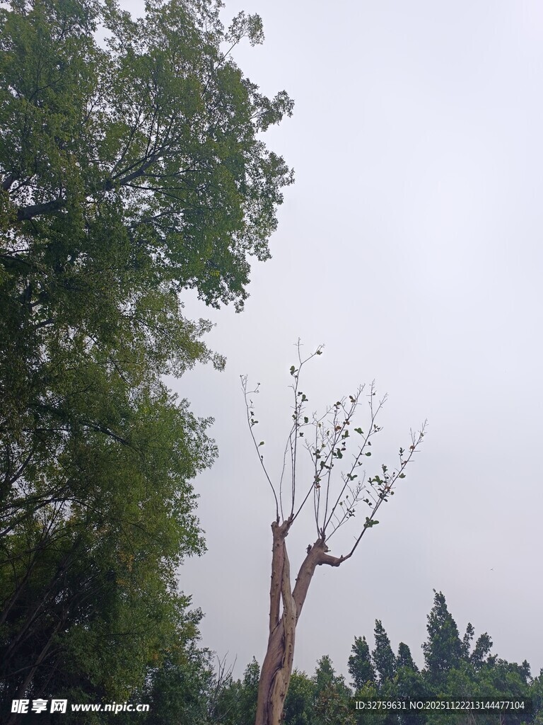 枯树与绿树对比景象