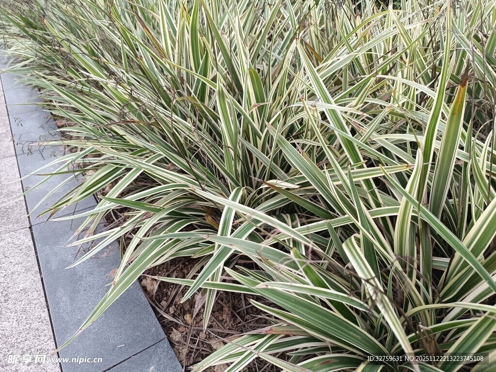 路边的翠绿观赏草