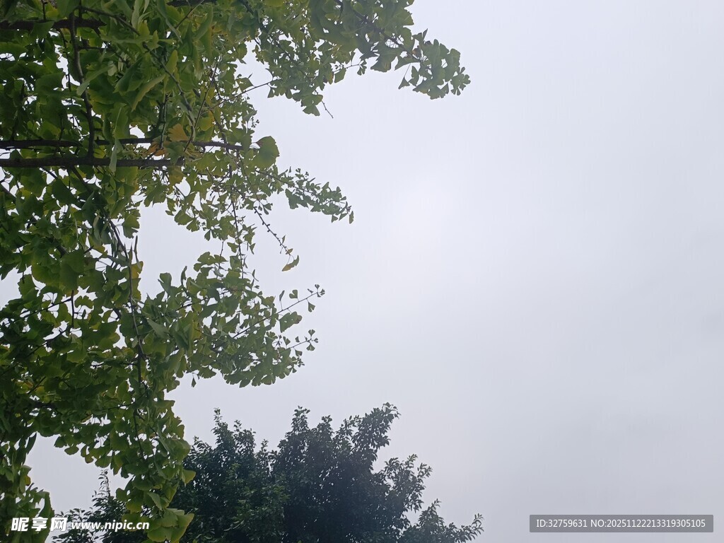 仰视绿树蓝天景象