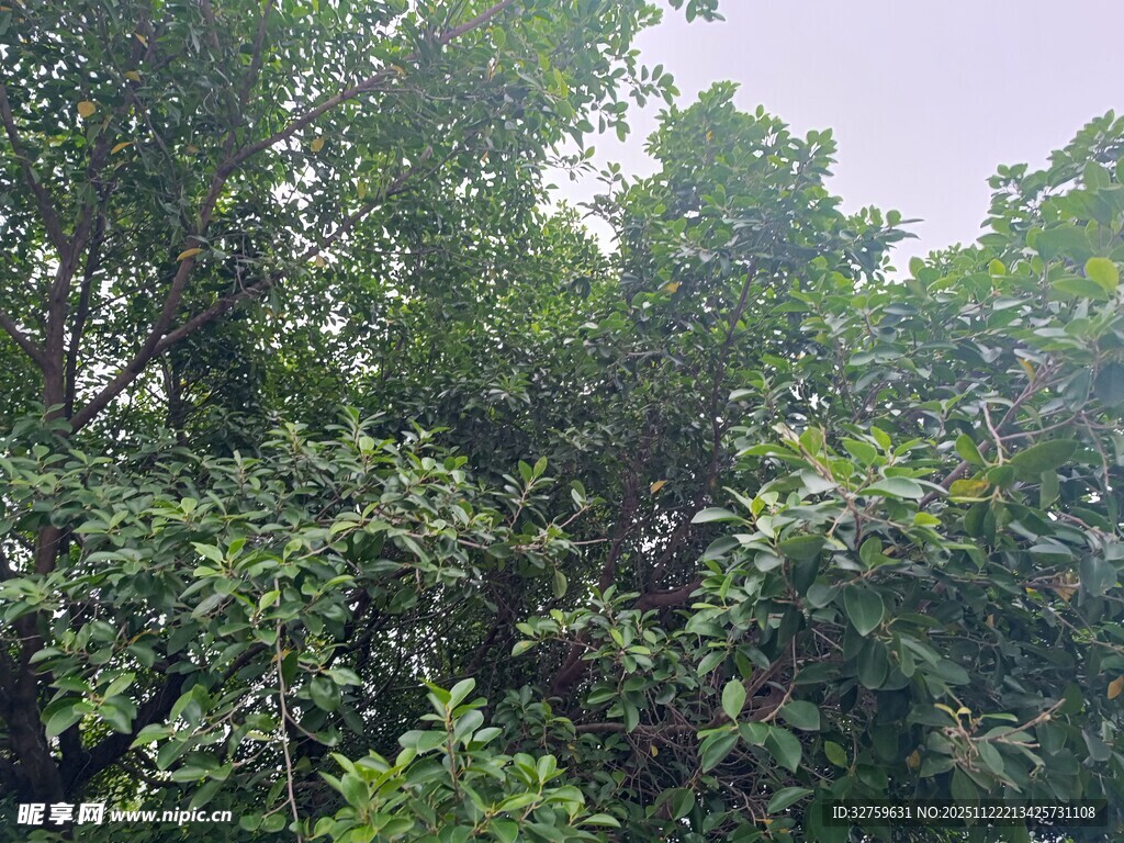 茂密丛林绿意盎然