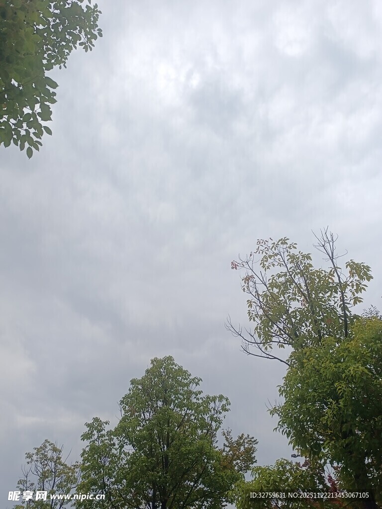 阴天中的绿树与天空