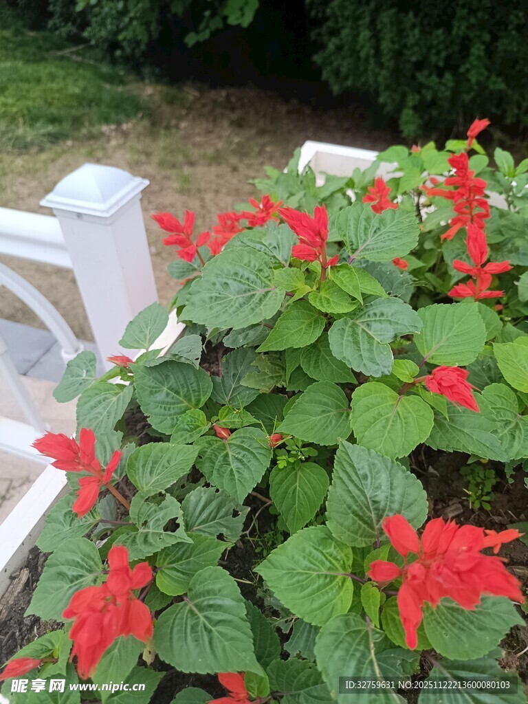 鲜艳串串红盆栽植物