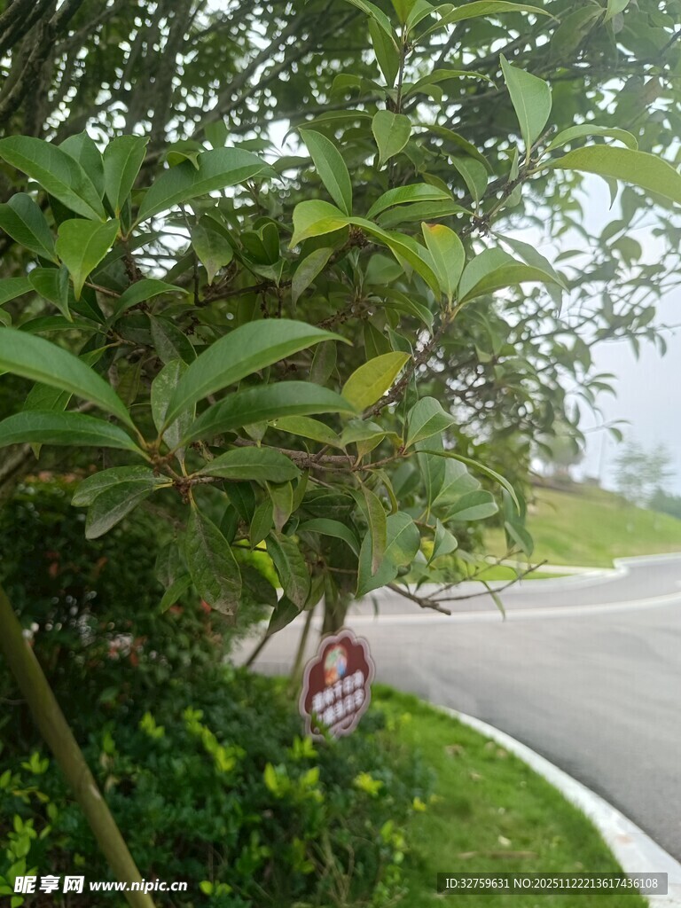 路边绿植景观