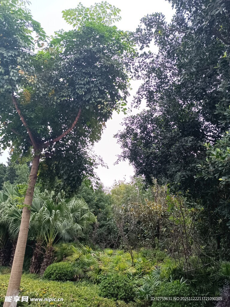 绿意盎然的树林景观