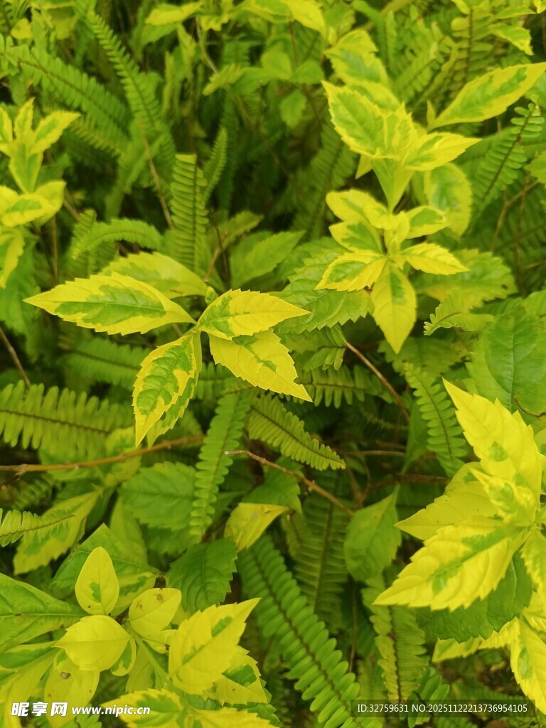 黄绿相间的斑斓植物叶片