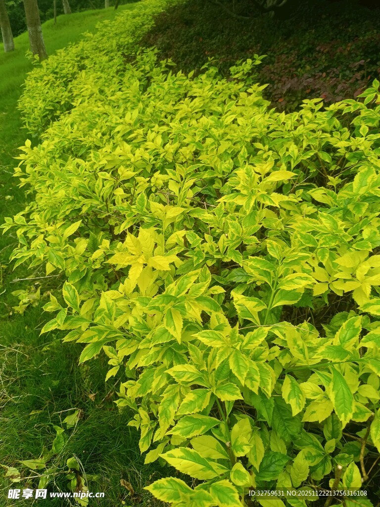 翠绿繁茂的植物景观