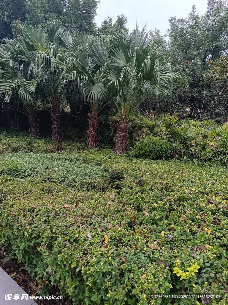 绿意盎然的园林景观