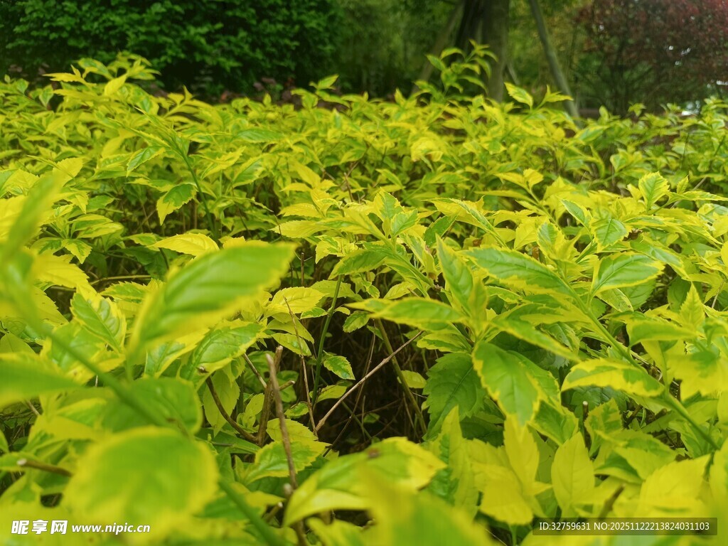 翠绿植物生机勃勃的景象