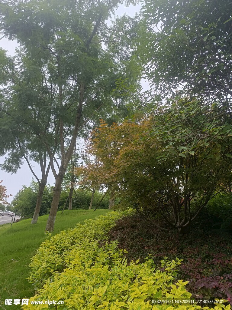 雨中葱郁的园林景观