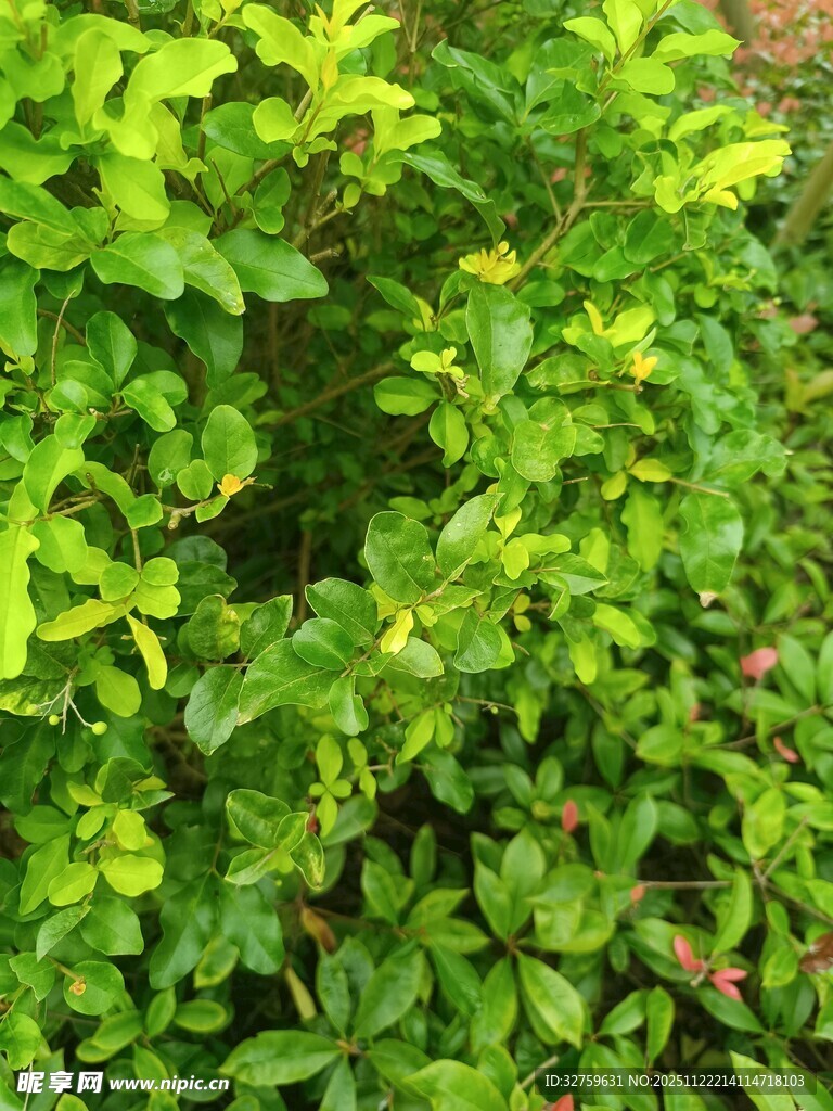 翠绿繁茂的绿植景观