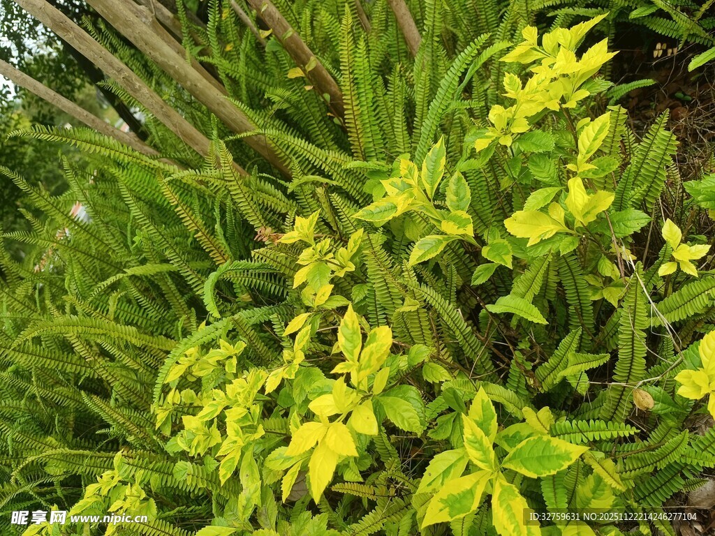 翠绿繁茂的多彩植物景观