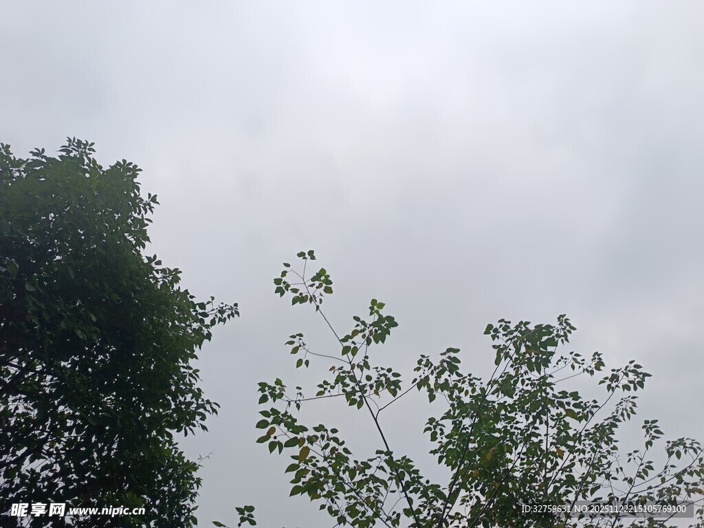 阴天中的树木枝叶景观