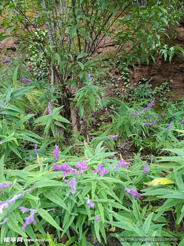 繁茂绿植中的紫色花卉