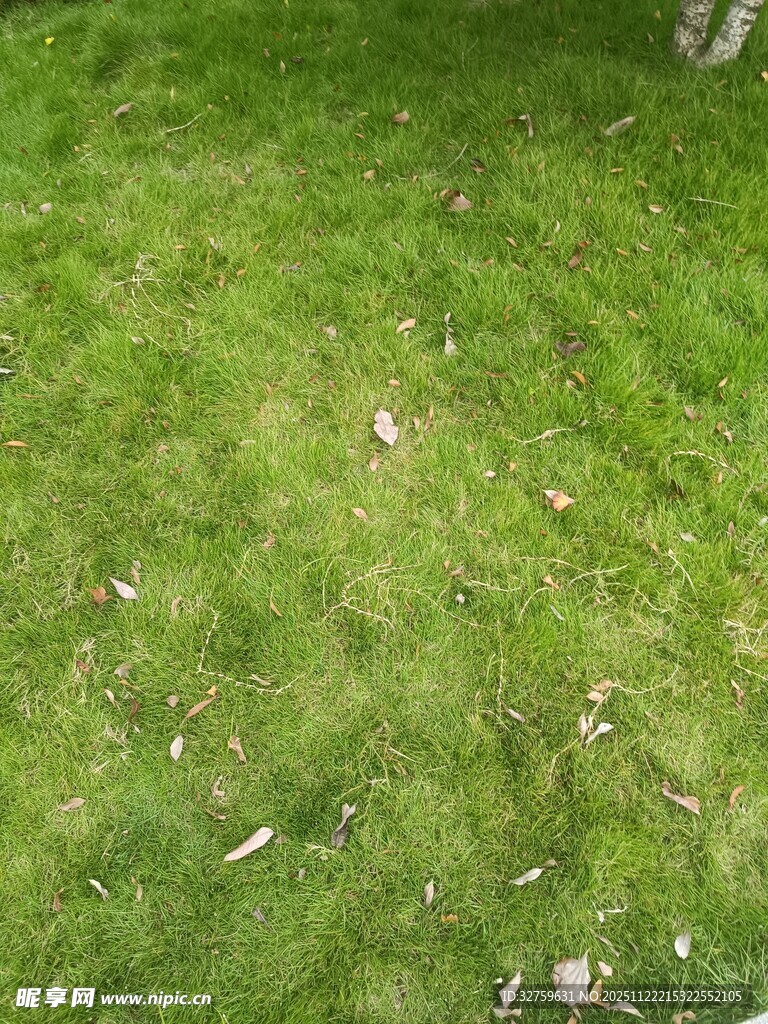 翠绿草地散落白色碎片