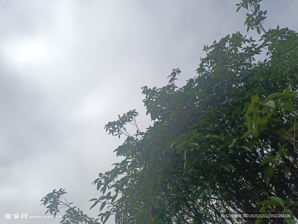 仰视绿树与灰蒙天空