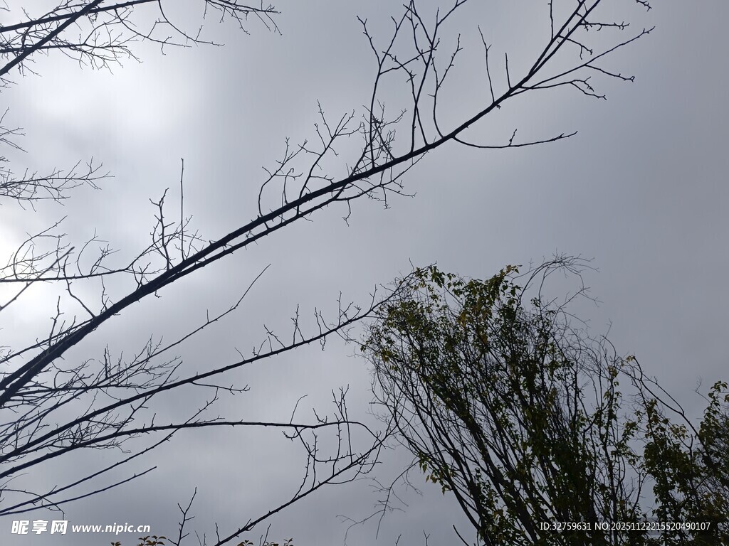 冬日光秃树枝与朦胧天空
