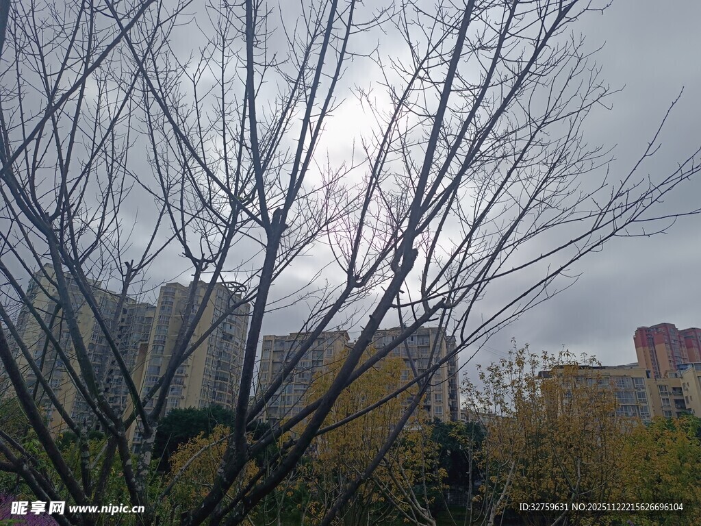 冬日枯树与远处建筑景观