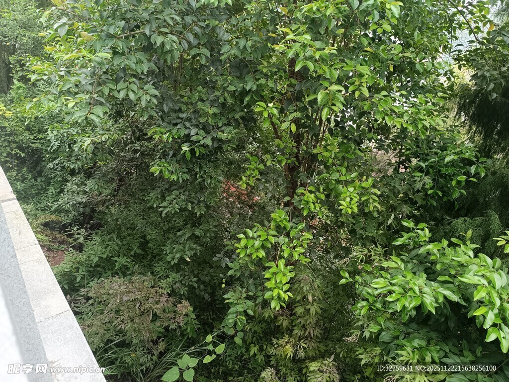 窗外繁茂绿植景观