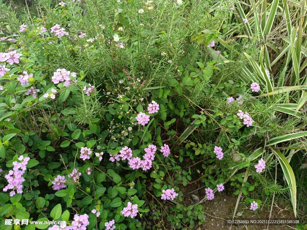 草丛中的粉色小花