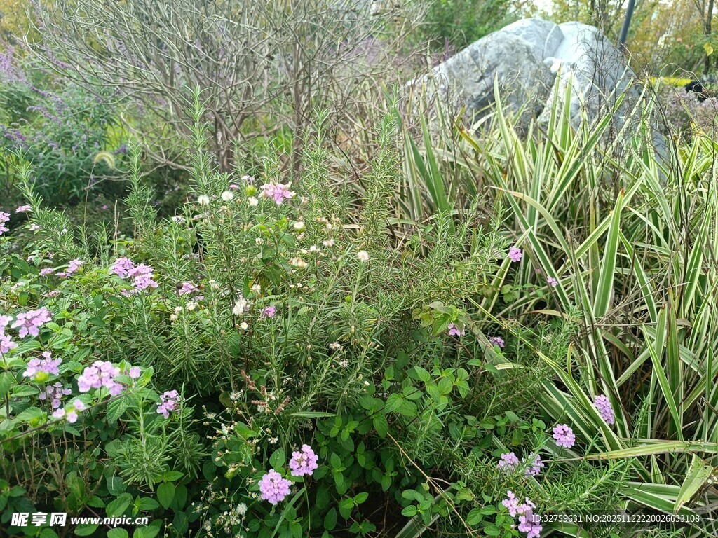 草丛中的粉色小花