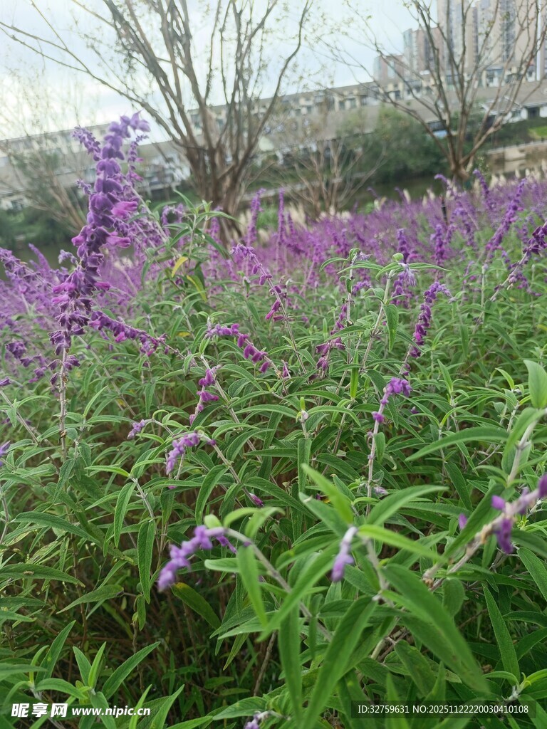 紫色花丛中的美丽景致