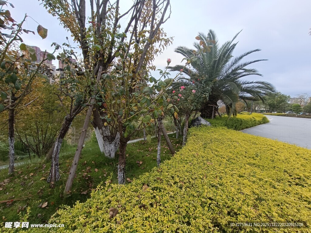 路边繁茂绿植景观