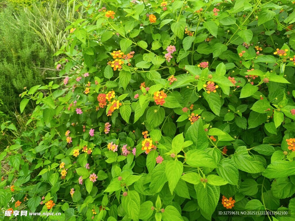 绿叶间的橙色小花绽放
