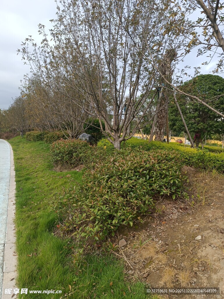 路边绿植景观