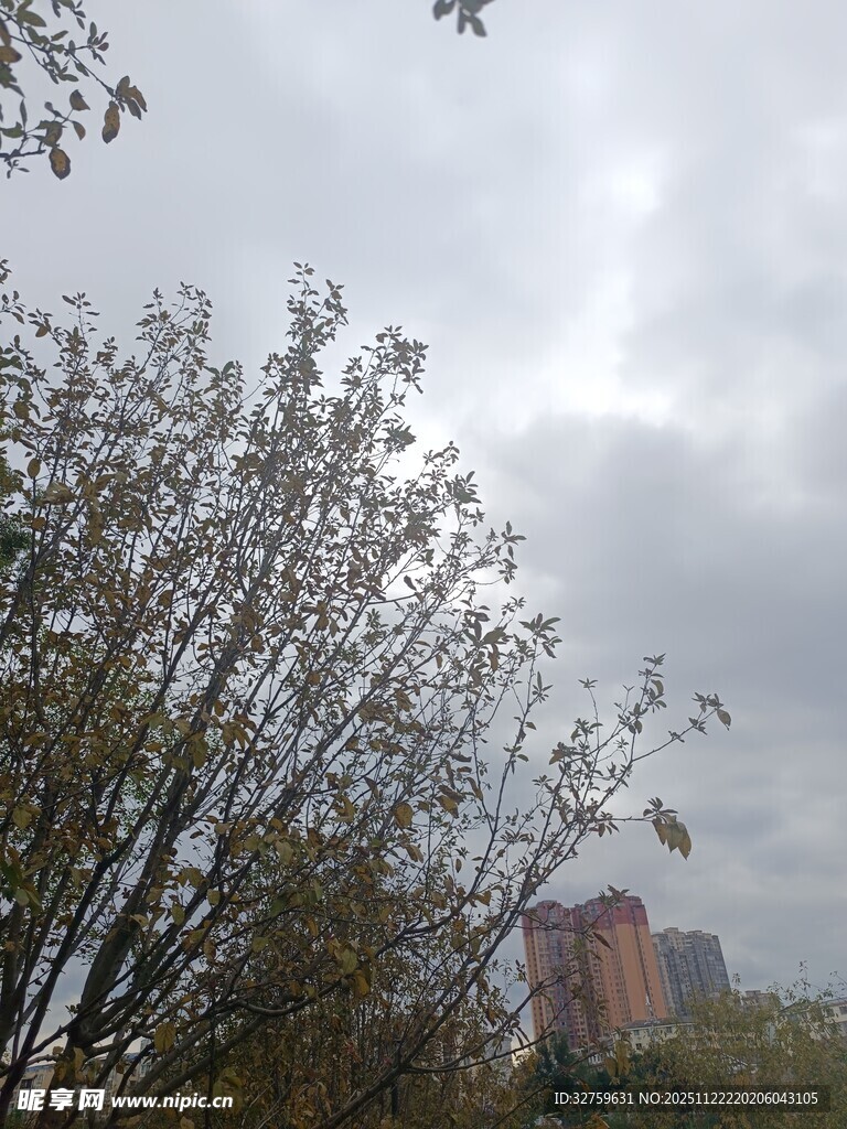 阴天中的树木与远处建筑