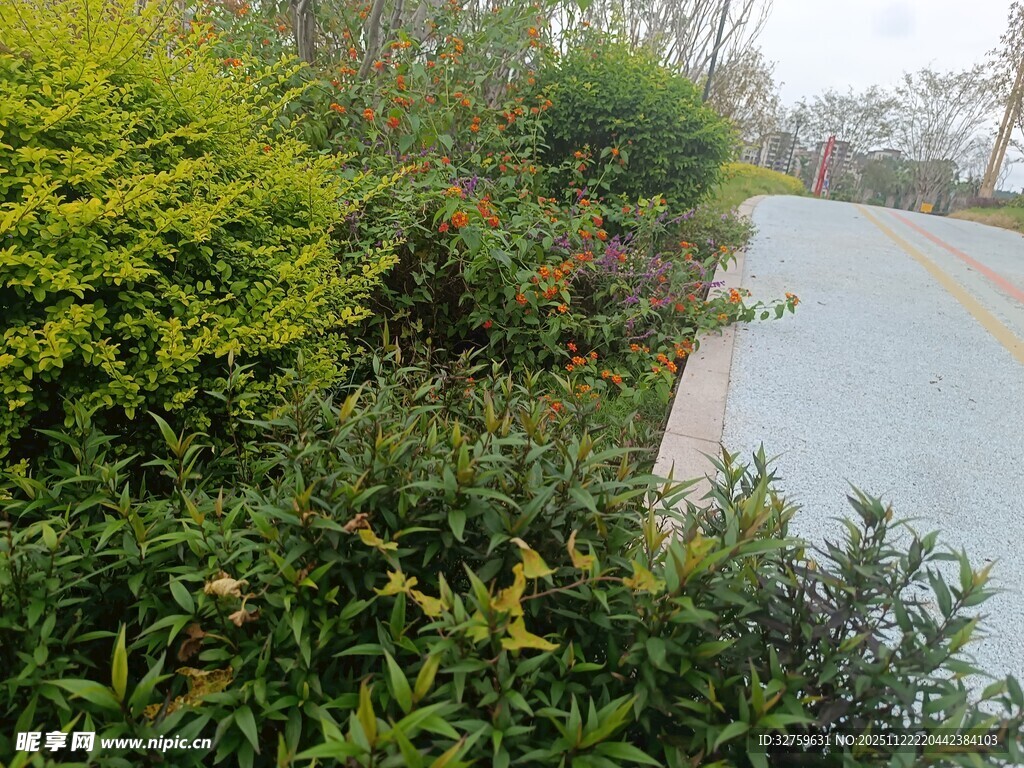 路边绿植景观