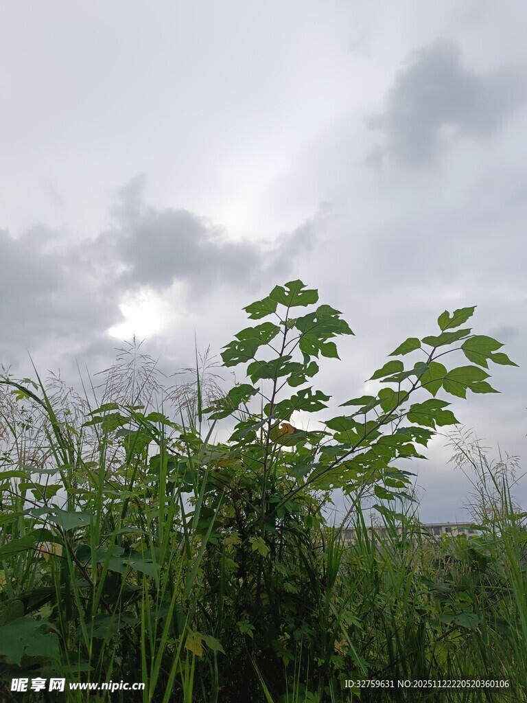 阴天中的蓬勃绿植