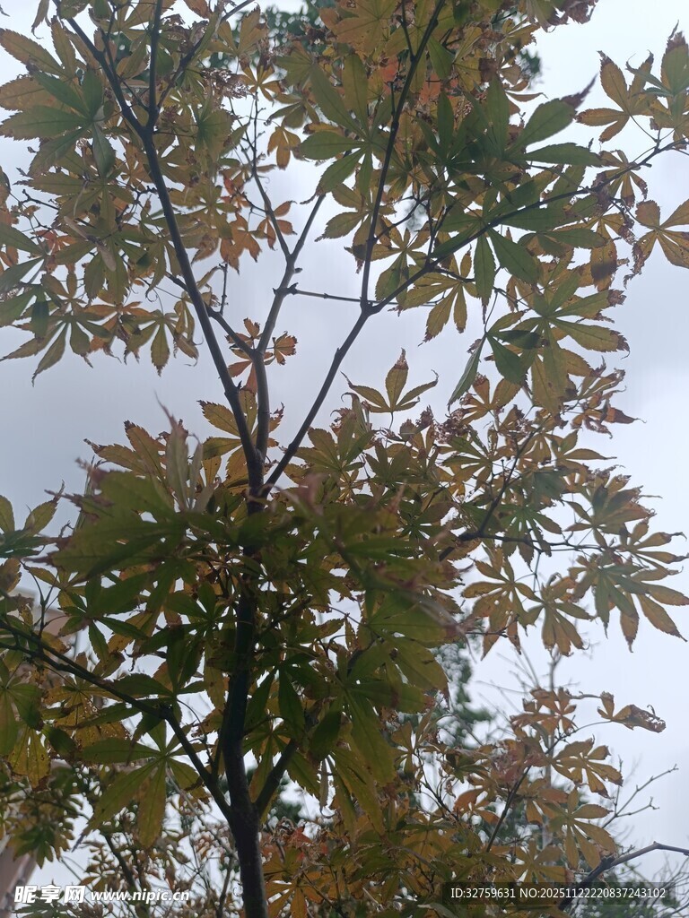 秋日枝头树叶景致