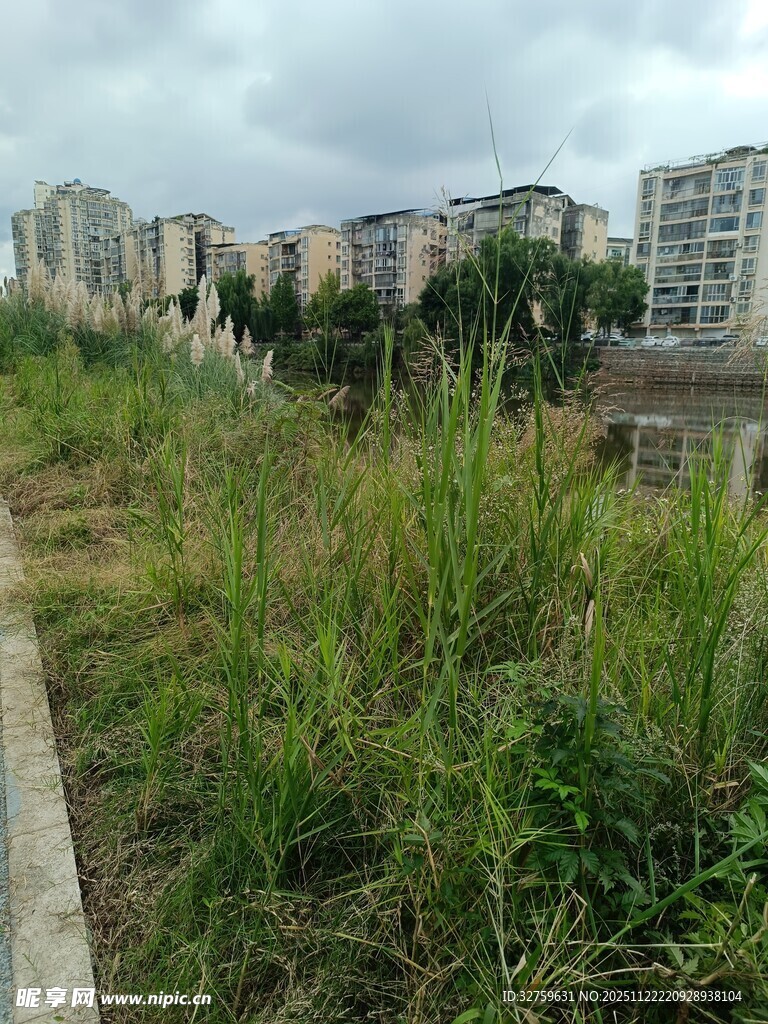 城市边缘的茂盛野草