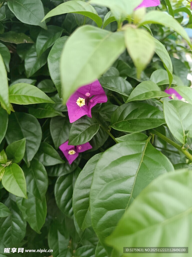 绿叶丛中的紫色小花