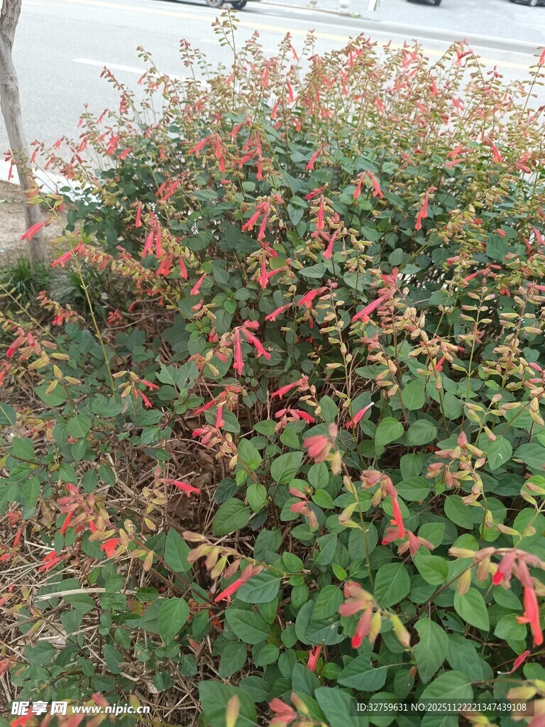 色彩斑斓的繁茂植物