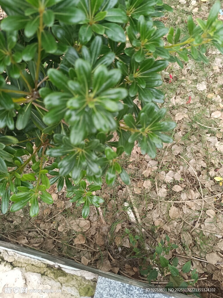 绿叶植物近景特写