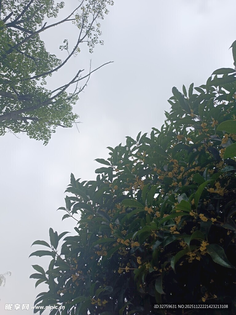 仰视葱郁树木与天空