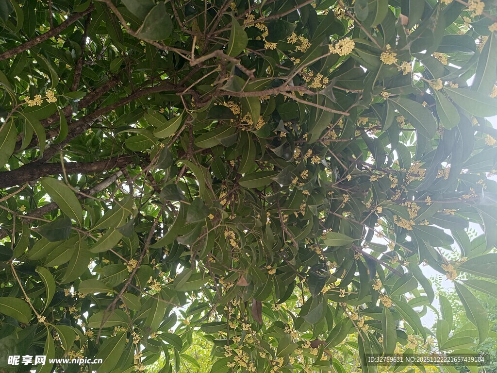 仰视繁茂枝叶