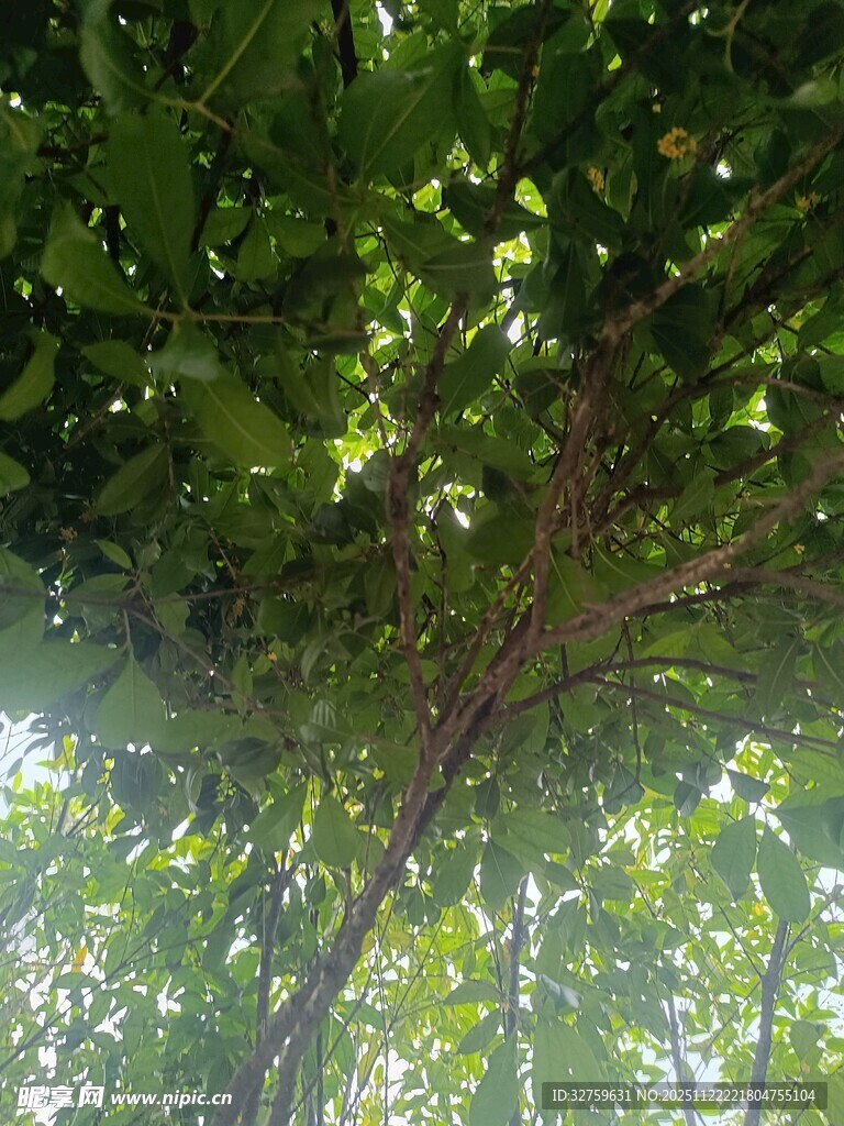 繁茂绿树间的光影景致