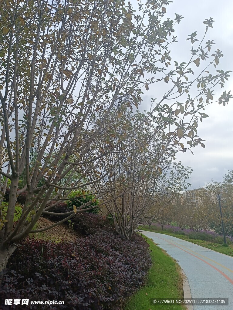 蜿蜒小路旁的繁茂树木