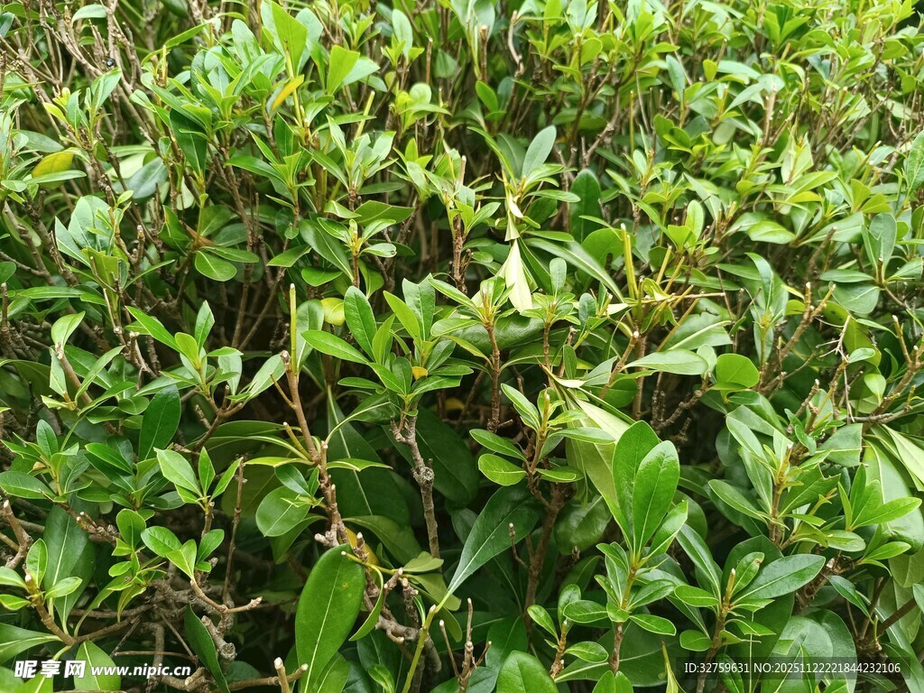 翠绿繁茂的灌木丛