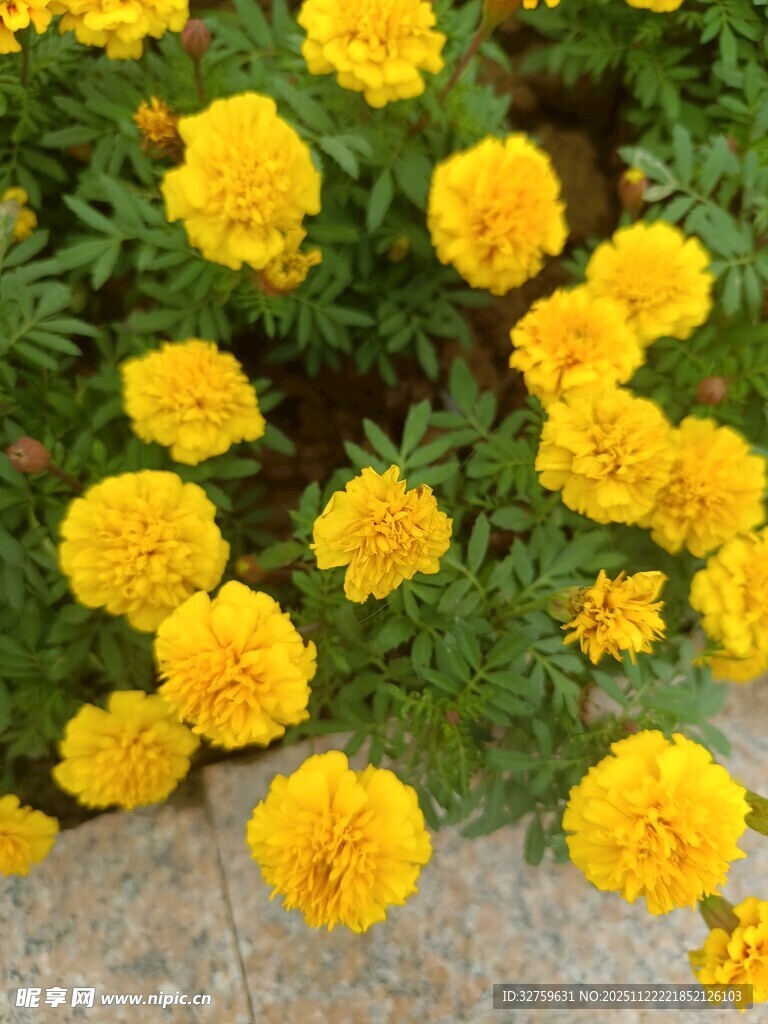 绽放的黄色万寿菊花朵