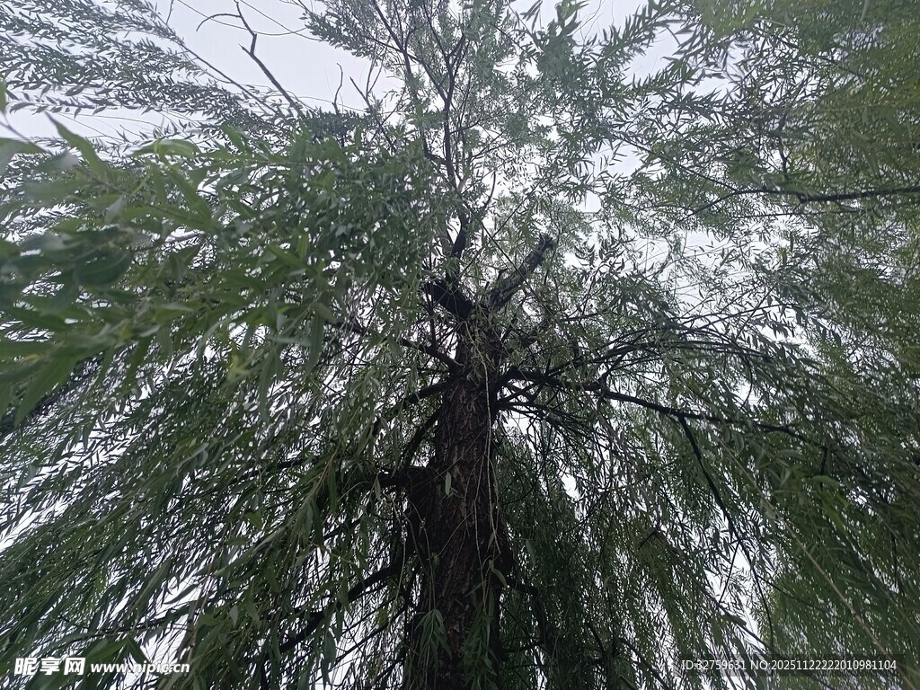 仰视视角下的繁茂绿树