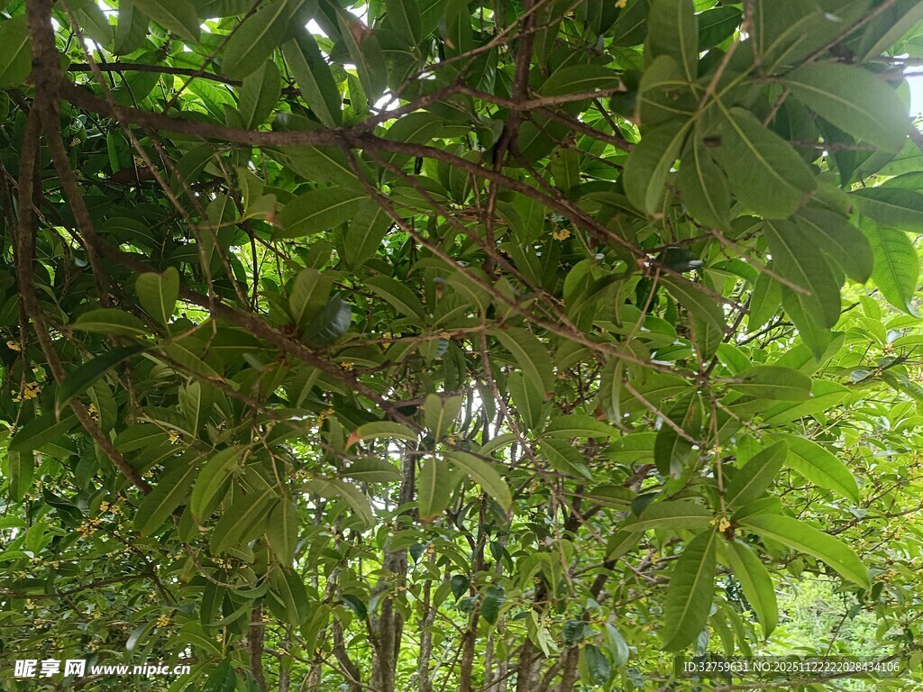 繁茂绿植下的自然景致