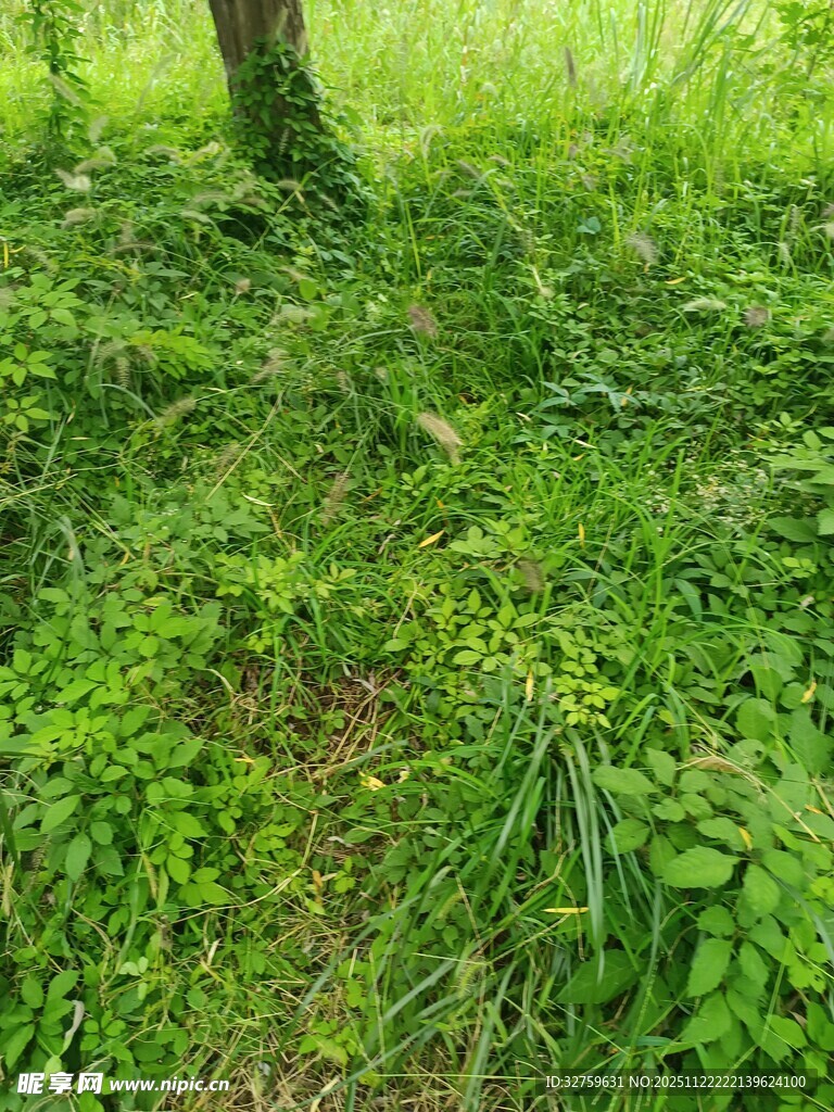 绿意盎然的林间草地